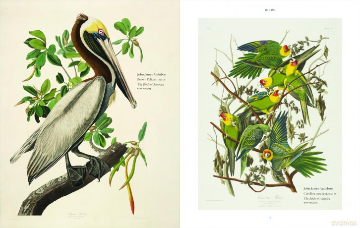Animalia: From the Royal Collection - Andrew Brown [KSIĄŻKA]