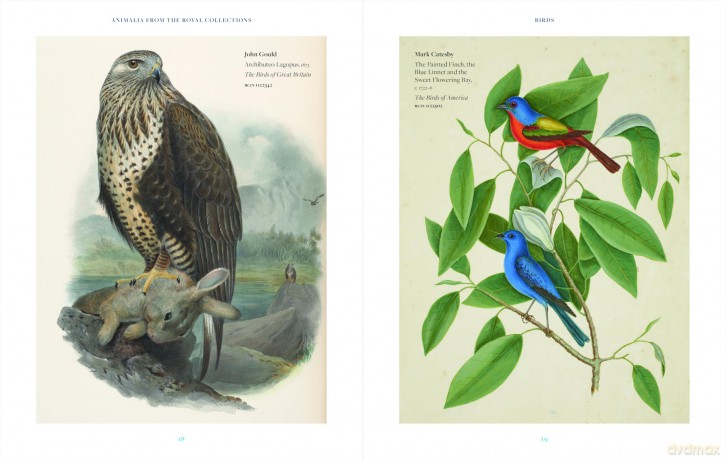 Animalia: From the Royal Collection - Andrew Brown [KSIĄŻKA]