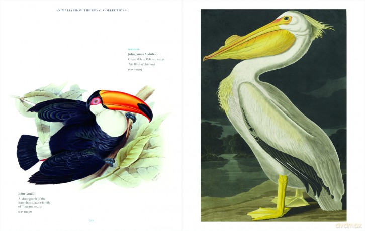 Animalia: From the Royal Collection - Andrew Brown [KSIĄŻKA]