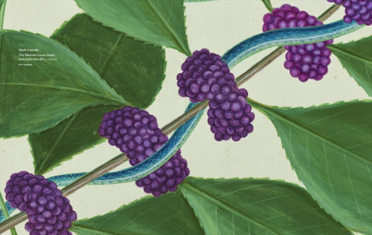 Botanicals: From the Royal Collection (Royal Collection Trust) - Alice Alder [KSIĄŻKA]