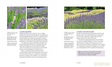 Lavendar: 50 Self-Care Recipes for Natural Wellness - Louise Bonnie Gillis [KSIĄŻKA]