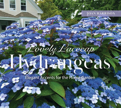Lovely Lacecap Hydrangeas: Elegant Accents for the Home Garden - Joan Harrison [KSIĄŻKA]