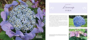 Lovely Lacecap Hydrangeas: Elegant Accents for the Home Garden - Joan Harrison [KSIĄŻKA]
