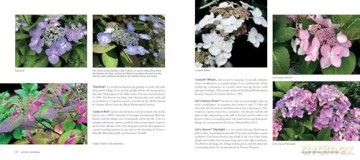 Lovely Lacecap Hydrangeas: Elegant Accents for the Home Garden - Joan Harrison [KSIĄŻKA]