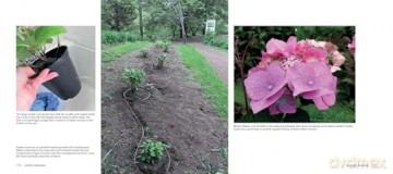Lovely Lacecap Hydrangeas: Elegant Accents for the Home Garden - Joan Harrison [KSIĄŻKA]
