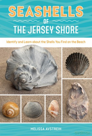 Seashells of the Jersey Shore: Identify and Learn about the Shells You Find on the Beach: 1 (Identify and Learn About Seashells: Handy User Guides with Photos) - Melissa Avstreih [KSIĄŻKA]