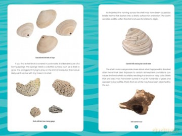 Seashells of the Jersey Shore: Identify and Learn about the Shells You Find on the Beach: 1 (Identify and Learn About Seashells: Handy User Guides with Photos) - Melissa Avstreih [KSIĄŻKA]