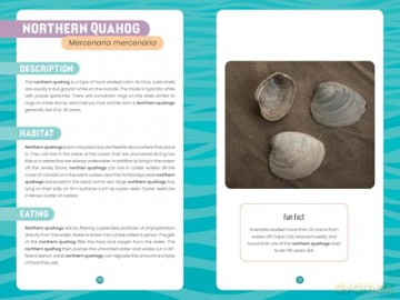 Seashells of the Jersey Shore: Identify and Learn about the Shells You Find on the Beach: 1 (Identify and Learn About Seashells: Handy User Guides with Photos) - Melissa Avstreih [KSIĄŻKA]