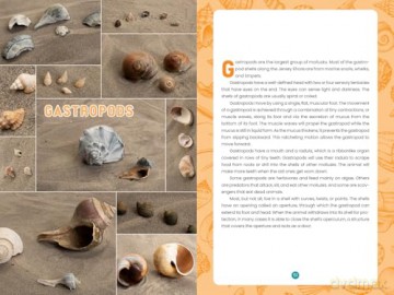 Seashells of the Jersey Shore: Identify and Learn about the Shells You Find on the Beach: 1 (Identify and Learn About Seashells: Handy User Guides with Photos) - Melissa Avstreih [KSIĄŻKA]