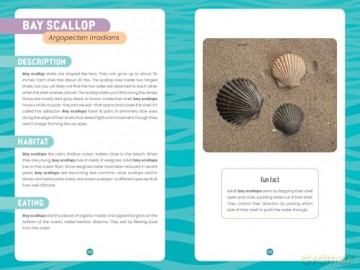 Seashells of the Jersey Shore: Identify and Learn about the Shells You Find on the Beach: 1 (Identify and Learn About Seashells: Handy User Guides with Photos) - Melissa Avstreih [KSIĄŻKA]