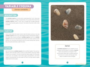 Seashells of the Jersey Shore: Identify and Learn about the Shells You Find on the Beach: 1 (Identify and Learn About Seashells: Handy User Guides with Photos) - Melissa Avstreih [KSIĄŻKA]