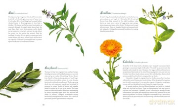 Saint Hildegard's Guide to Wellness: Herbalism, Nutrition, and Health Advice from a Trailblazing Medieval Nun - Holger Vornholt [KSIĄŻKA]