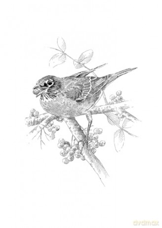 The Serviceberry: Abundance and Reciprocity in the Natural World - Robin Wall Kimmerer [KSIĄŻKA]