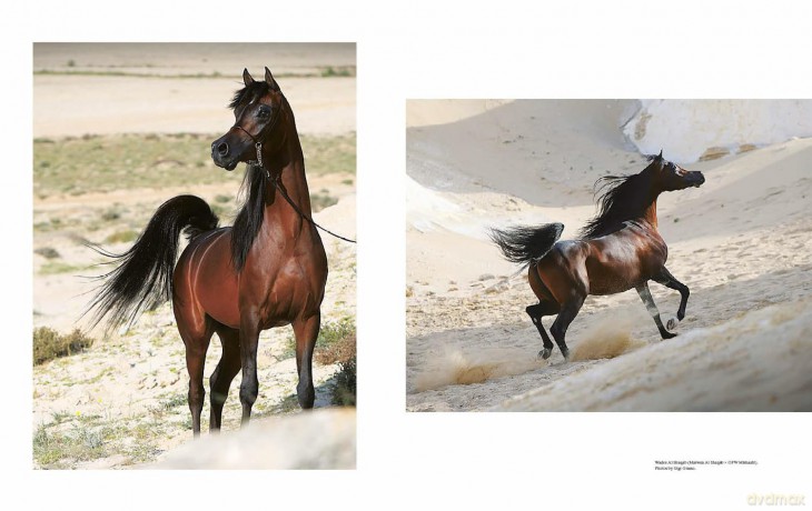 Al Shaqab: The Legacy of Arabian Horses - Judith Forbis [KSIĄŻKA]