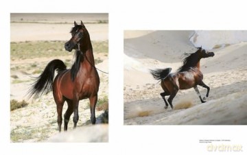 Al Shaqab: The Legacy of Arabian Horses - Judith Forbis [KSIĄŻKA]