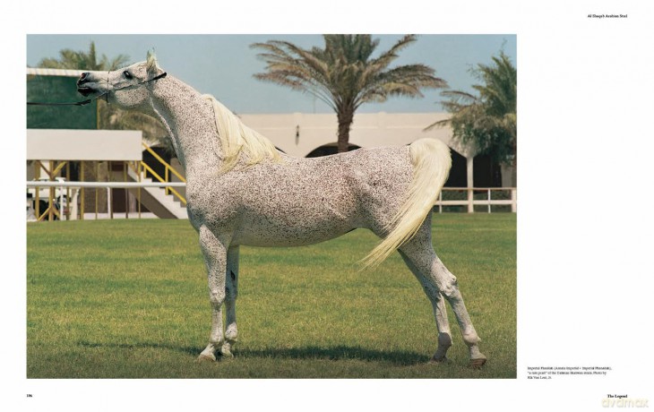 Al Shaqab: The Legacy of Arabian Horses - Judith Forbis [KSIĄŻKA]