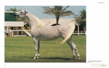 Al Shaqab: The Legacy of Arabian Horses - Judith Forbis [KSIĄŻKA]