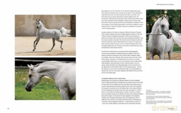 Al Shaqab: The Legacy of Arabian Horses - Judith Forbis [KSIĄŻKA]
