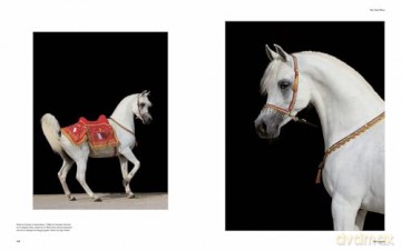 Al Shaqab: The Legacy of Arabian Horses - Judith Forbis [KSIĄŻKA]