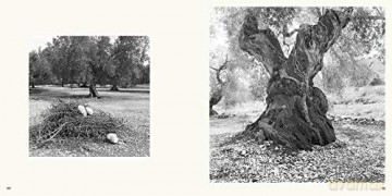 Olive Trees: Jacques Berthet - Photographs by Jacques Berthet [KSIĄŻKA]