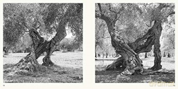 Olive Trees: Jacques Berthet - Photographs by Jacques Berthet [KSIĄŻKA]