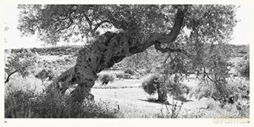Olive Trees: Jacques Berthet - Photographs by Jacques Berthet [KSIĄŻKA]
