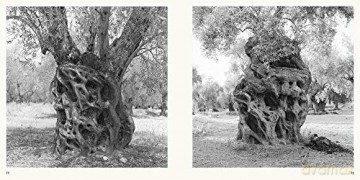 Olive Trees: Jacques Berthet - Photographs by Jacques Berthet [KSIĄŻKA]