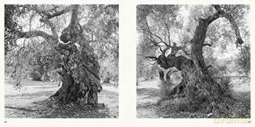 Olive Trees: Jacques Berthet - Photographs by Jacques Berthet [KSIĄŻKA]