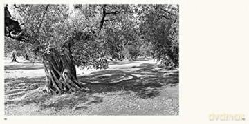 Olive Trees: Jacques Berthet - Photographs by Jacques Berthet [KSIĄŻKA]