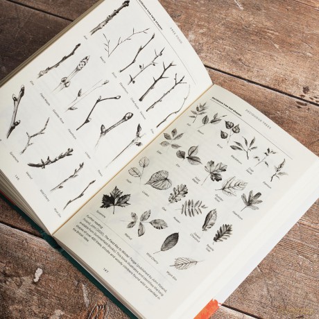 Free Food: Wild Plants and How to Eat Them - Mo Wilde [KSIĄŻKA]