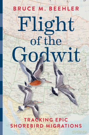 Flight of the Godwit: Tracking Epic Shorebird Migrations - Bruce M. Beehler [KSIĄŻKA]