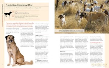 Farm Dogs: A Comprehensive Breed Guide To 93 Guardians, Herders, Terriers, And Other Canine Working Partners - Vorwald, Janet Dohner [KSIĄŻKA]