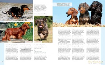 Farm Dogs: A Comprehensive Breed Guide To 93 Guardians, Herders, Terriers, And Other Canine Working Partners - Vorwald, Janet Dohner [KSIĄŻKA]