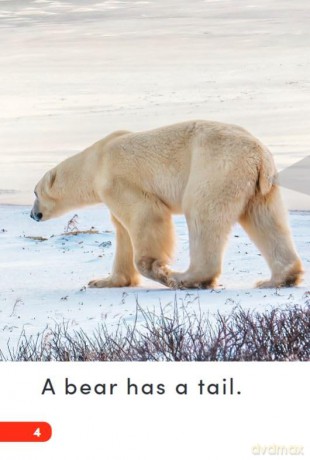 Bears (Science: Informational Text) - Dona Herweck Rice [KSIĄŻKA]