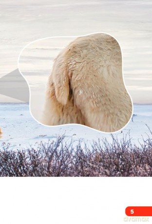 Bears (Science: Informational Text) - Dona Herweck Rice [KSIĄŻKA]
