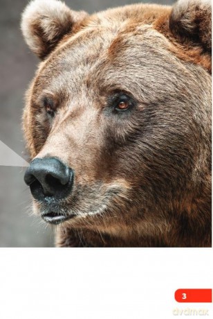 Bears (Science: Informational Text) - Dona Herweck Rice [KSIĄŻKA]
