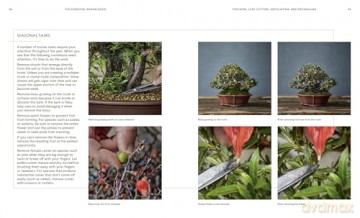 The Essential Bonsai Book: Techniques for Creating Beautiful Trees - Jonas Dupuich [KSIĄŻKA]