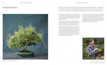 The Essential Bonsai Book: Techniques for Creating Beautiful Trees - Jonas Dupuich [KSIĄŻKA]