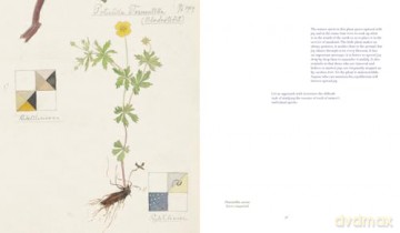 Hilma af Klint: What Stands Behind the Flowers - Jodi Hauptman [KSIĄŻKA]