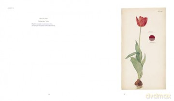Hilma af Klint: What Stands Behind the Flowers - Jodi Hauptman [KSIĄŻKA]
