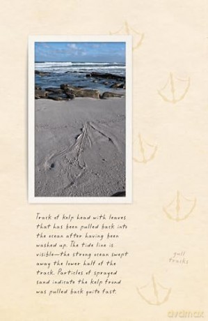 Amphibious Soul: Finding the wild in a tame world - Craig Foster [KSIĄŻKA]