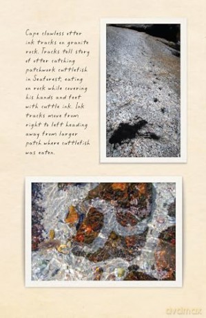 Amphibious Soul: Finding the wild in a tame world - Craig Foster [KSIĄŻKA]