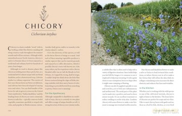 Herbs in Every Season: 48 Edible and Medicinal Herbs for the Kitchen, Garden, and Apothecary - Bevin Cohen [KSIĄŻKA]