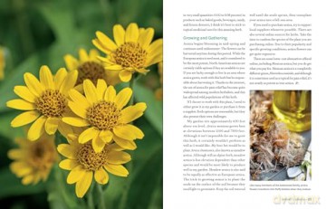 Herbs in Every Season: 48 Edible and Medicinal Herbs for the Kitchen, Garden, and Apothecary - Bevin Cohen [KSIĄŻKA]
