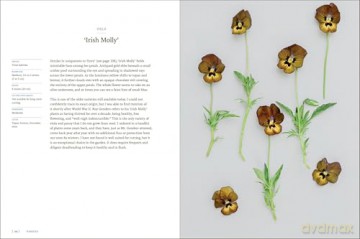 Pansies: How to Grow, Reimagine, and Create Beauty with Pansies and Violas - Brenna Estrada [KSIĄŻKA]