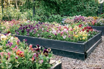 Pansies: How to Grow, Reimagine, and Create Beauty with Pansies and Violas - Brenna Estrada [KSIĄŻKA]
