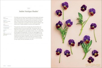 Pansies: How to Grow, Reimagine, and Create Beauty with Pansies and Violas - Brenna Estrada [KSIĄŻKA]