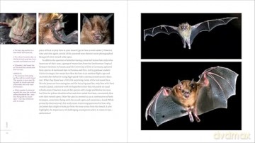 The Weird and Wonderful World of Bats: Demystifying These Often-Misunderstood Creatures - Alyson Brokaw [KSIĄŻKA]