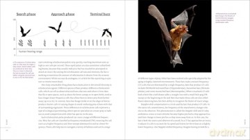 The Weird and Wonderful World of Bats: Demystifying These Often-Misunderstood Creatures - Alyson Brokaw [KSIĄŻKA]