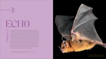 The Weird and Wonderful World of Bats: Demystifying These Often-Misunderstood Creatures - Alyson Brokaw [KSIĄŻKA]